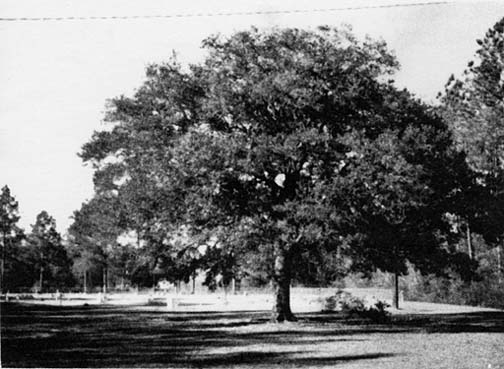 The cemetary and old oak tree